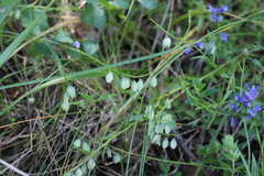Polygala vulgaris