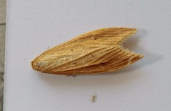 Donacaula forficella