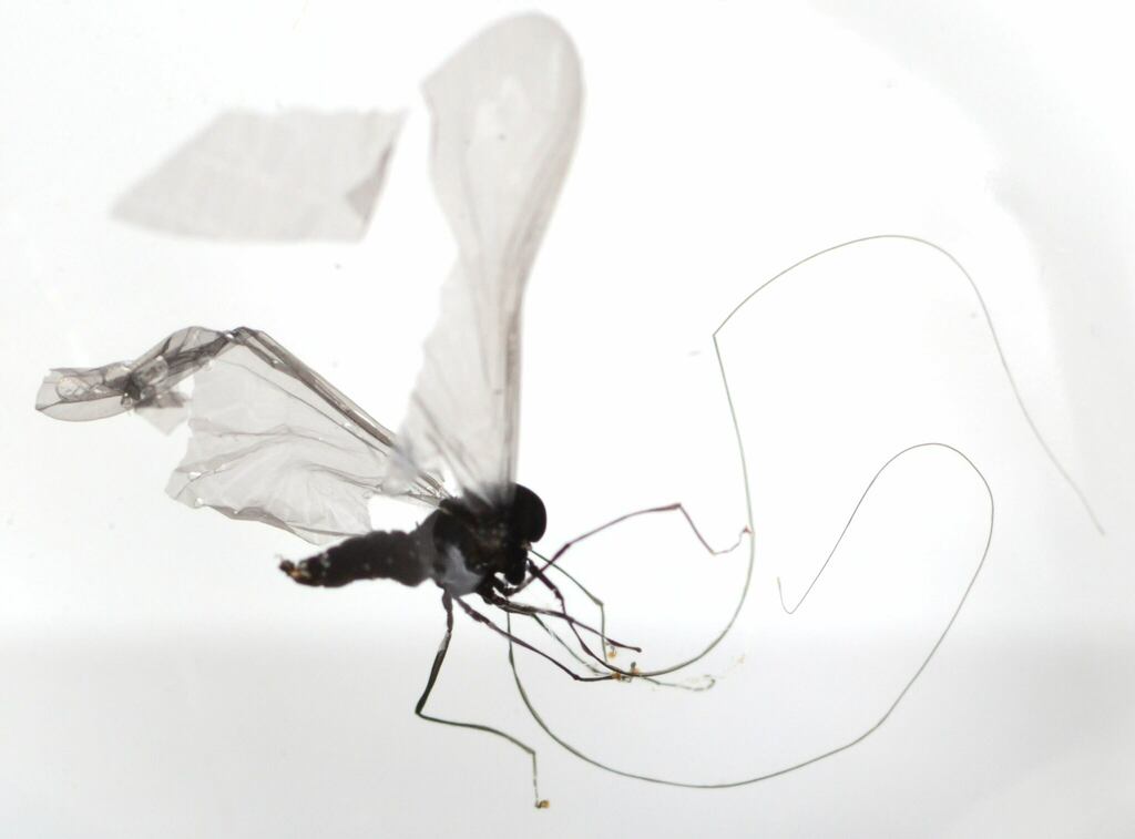 Mountain Midges