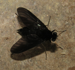 Chrysopilus velutinus