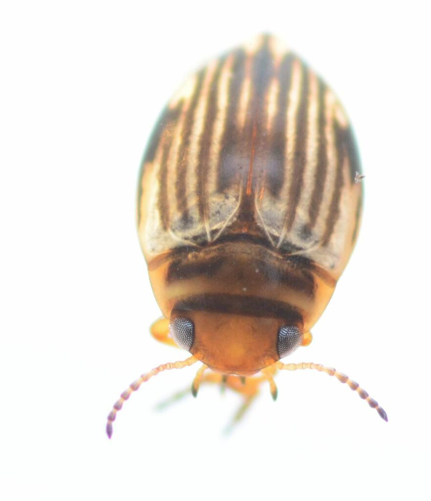 Nectoporus obesus