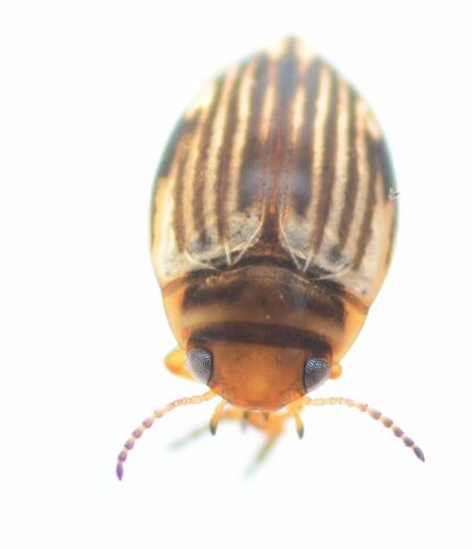 Nectoporus obesus