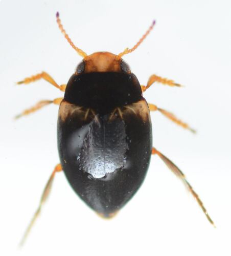Nectoporus abbreviatus