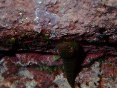 Cochleoceps orientalis