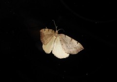 Sestra humeraria
