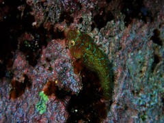 Cochleoceps orientalis