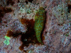 Cochleoceps orientalis