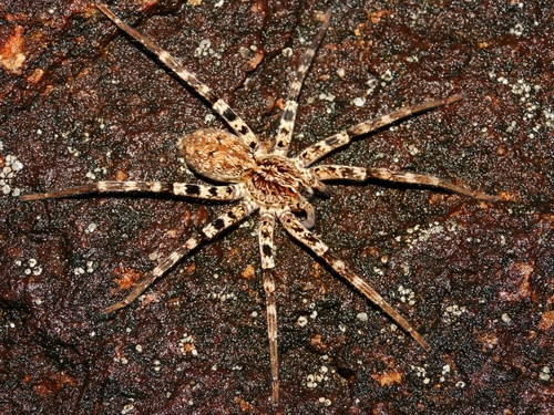 Ornamental Wandering Spider