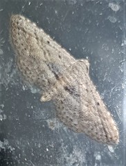 Araeopteron canescens