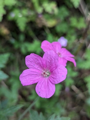 Image of Geranium endressii by no rights reserved