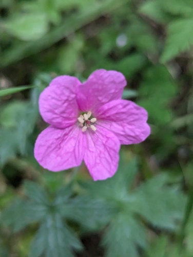 Image of Geranium endressii by no rights reserved