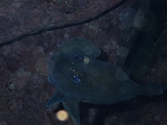 Acanthistius ocellatus