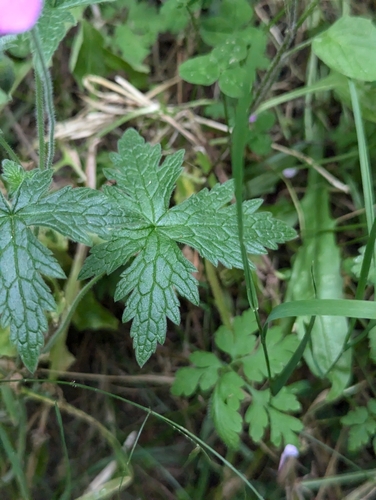 Image of Geranium endressii by no rights reserved
