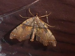 Chalastra pellurgata