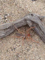 Eremobatidae