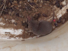 Notiosorex crawfordi