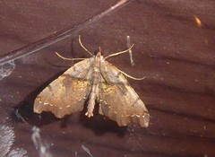 Chalastra pellurgata