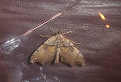 Chalastra pellurgata