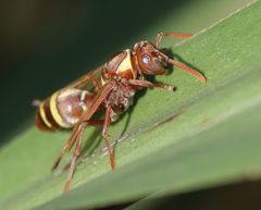 Polistes badius