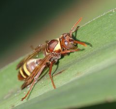Polistes badius