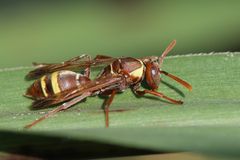 Polistes badius