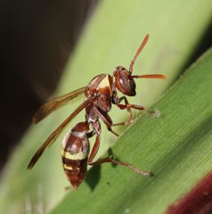 Polistes badius