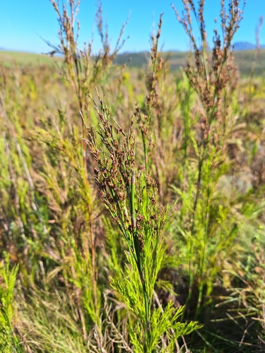 Quad Reed (Restio quadratus)