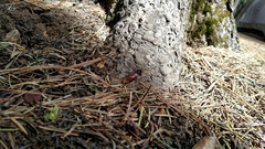 Urocerus californicus