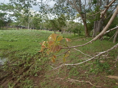 Pochota fendleri