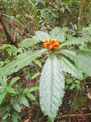 Pittosporum rubiginosum