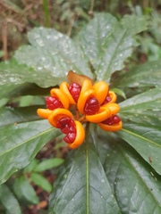 Pittosporum rubiginosum