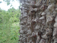 Pochota fendleri