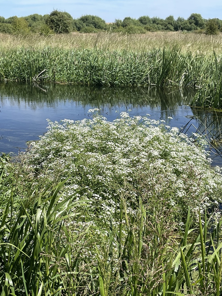 Water-dropworts