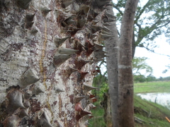 Pochota fendleri