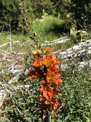 Lilium parvum