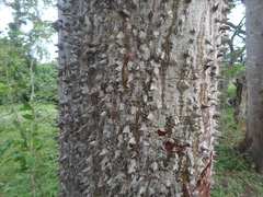 Pochota fendleri