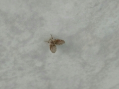 Clogmia albipunctata