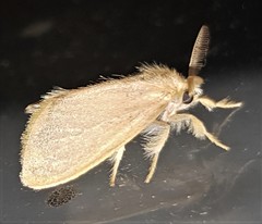 Euproctis fimbriata