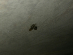 Clogmia albipunctata