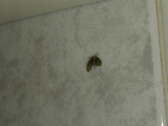 Clogmia albipunctata