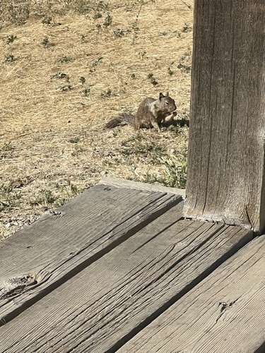 iNaturalist observation photo of California Ground Squirrel