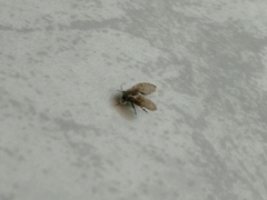 Clogmia albipunctata