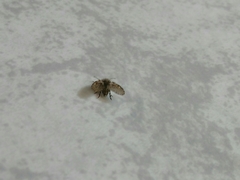 Clogmia albipunctata