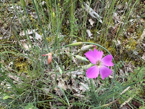 Image of Alpine wood pink by (c) Jason Grant, some rights reserved (CC BY)