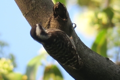 Yungipicus moluccensis