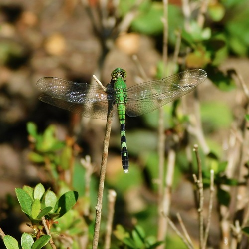 Eastern Pondhawk photo 5
