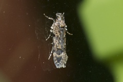 Aristotelia amelanchierella