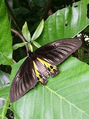 Troides helena cerberus