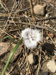 Calochortus coeruleus