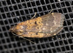 Hydrillodes dimissalis